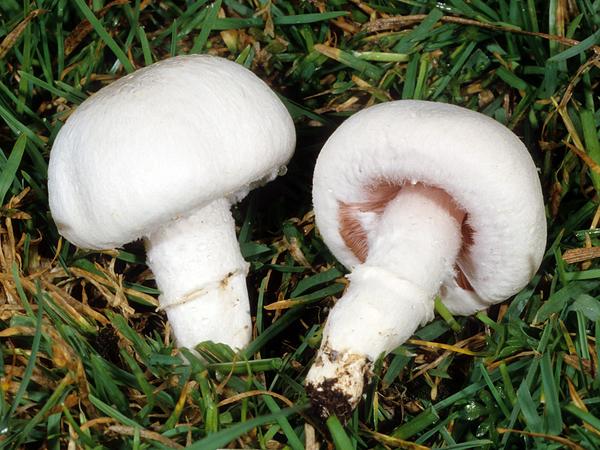 各种各样的真菌子实体(蘑菇)