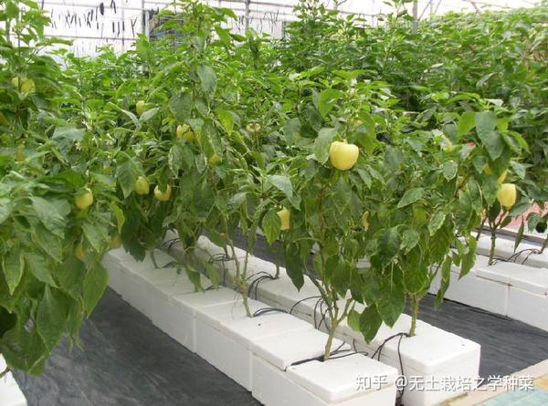 基质栽培黄瓜的技术要点有哪些呢?