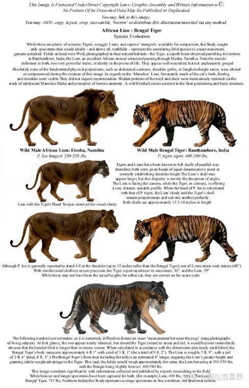 【科普】狮虎体型全方位指标对比,狮子是最大猫科.