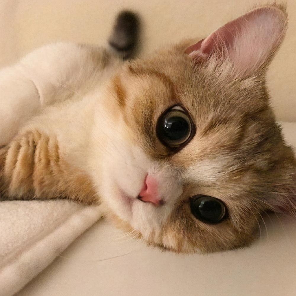 有没有可爱贪吃的小猫咪可以做头像呢