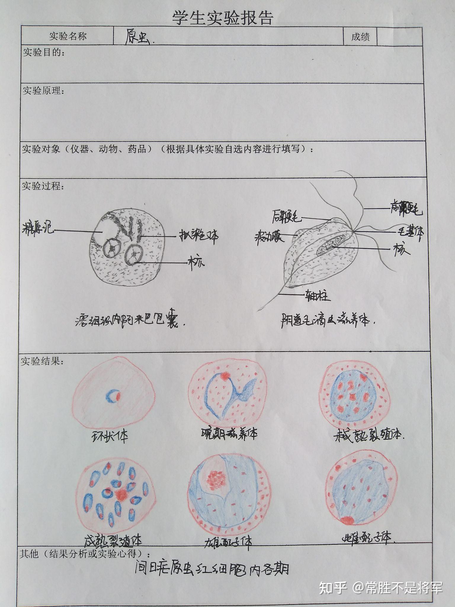 分享一波寄生虫标本手绘