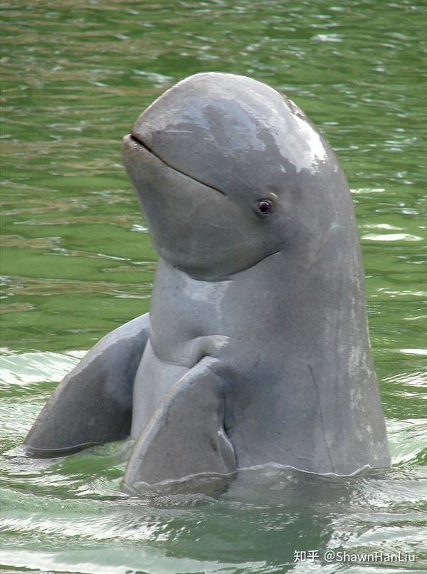 明显的各种矮海豚,各种斑纹海豚以及与长江江豚体型相似的伊河海豚等