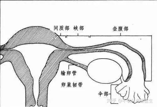 输卵管不通导致不孕怎么办?看完你不再慌!