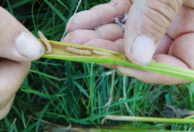 水稻钻心虫指的是什么害虫?种植户该如何防治?