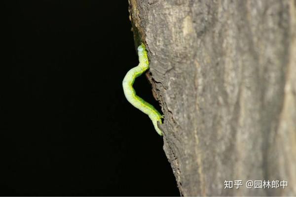 蛹期防治 在尺蠖的老龄幼虫成熟后,就会沿树干下行,然后在树冠投影内