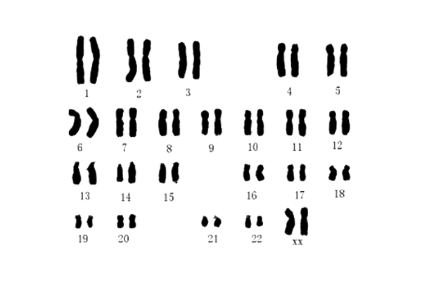 图1. 女性的染色体示意图