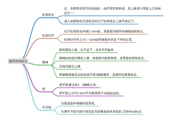 思维导图 ▲腹部体表标志 腹部分区 连接肋弓最低点,两髂结节划