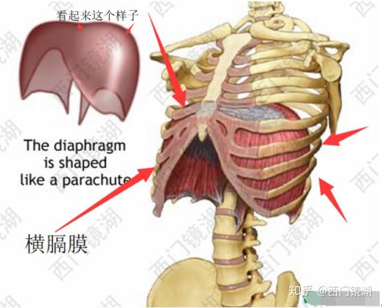 真空吸腹的创始人弗兰克赞恩 注意,当你真空吸腹,也包括使用束腰的