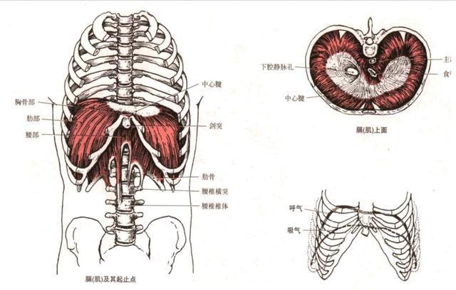 【译文分享】腹内压对核心稳定的作用:安全气囊与拉力线的对比