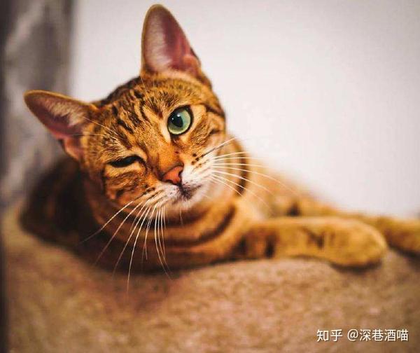 古代时猫的名字也是根据猫的毛发取名的,比如:橘猫叫做金丝虎!