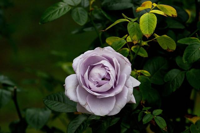 最爱紫玫瑰,优雅,高贵,从容!