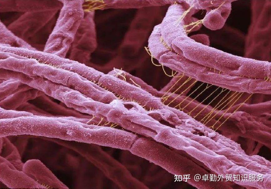 炭疽芽孢杆菌在土壤中可生存数十年,甚至更久.