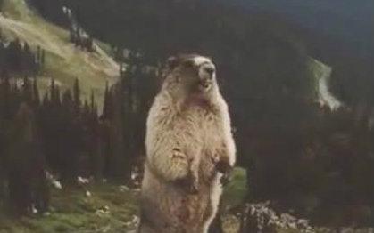 你听见昨晚的叫声了吗?