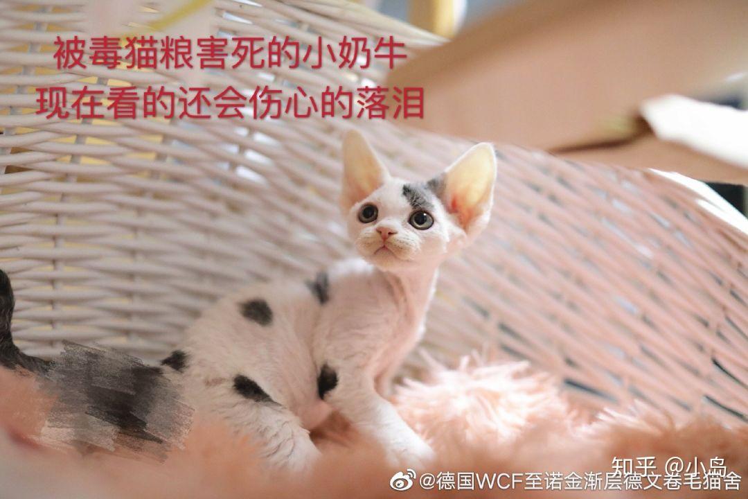 黑心猫舍质疑爱肯拿毒粮求求你们别再瞎说了