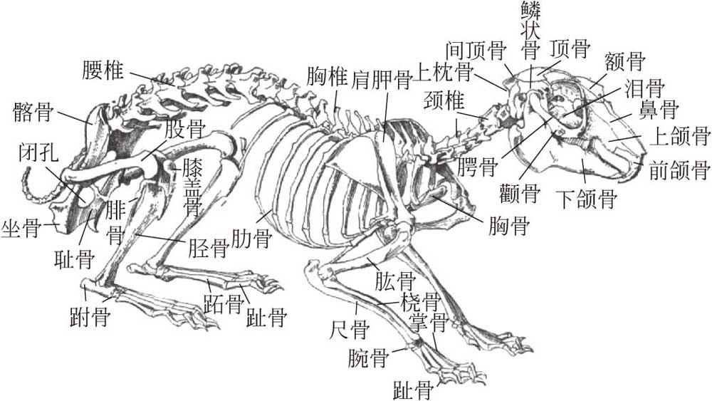 第一节家兔的解剖生理特点