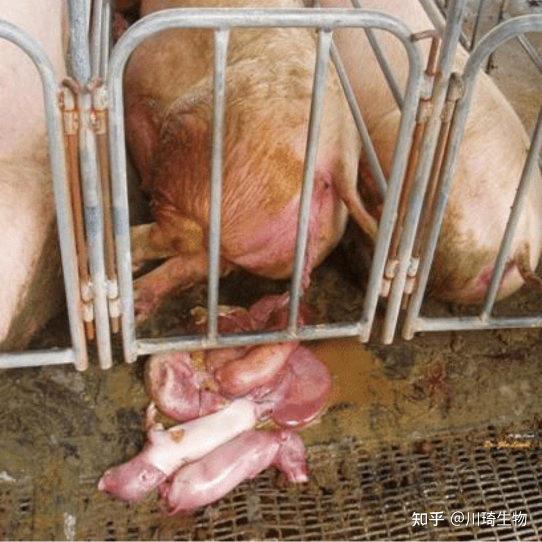 母猪流产的原因和分析
