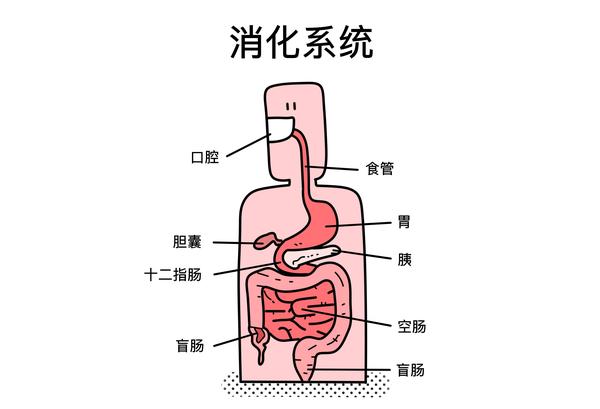 在暴饮暴食的过程中,这一整条  消化管 都会加重负担,各个器官都可能