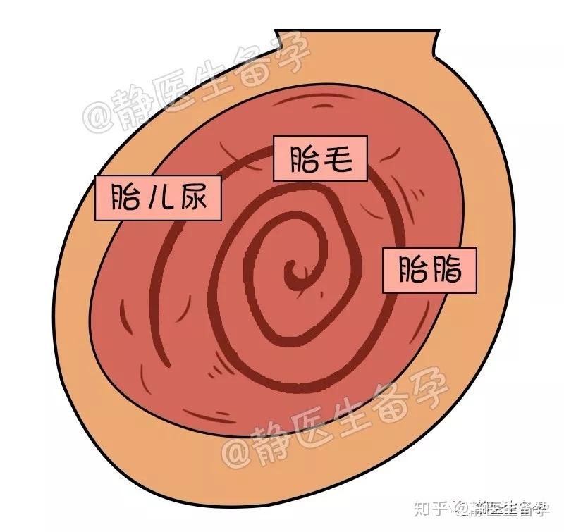 胎儿吃喝拉撒都在羊水里便便和尿液都去哪了