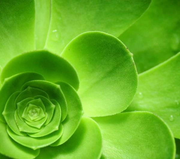 绿色的电脑壁纸比其他颜色的更加保护眼睛吗?