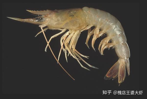 对虾科) 学名:鹰爪虾 俗称:鸡爪虾,红虾,沙虾,厚壳虾这种虾除了食用外