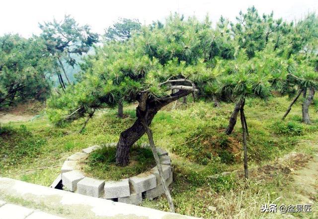 教你如何用"油松"制作一个自己喜欢的小盆景,修身养性