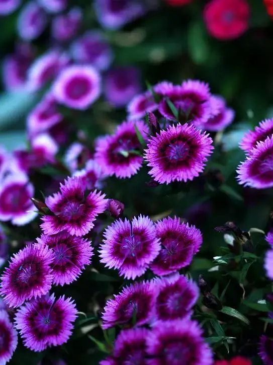 二月花事草本花卉篇