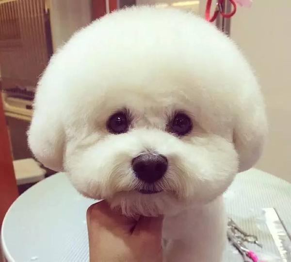 每天分享可爱的比熊狗狗,喜欢比熊的,推荐你关注: 爱比熊犬 长按