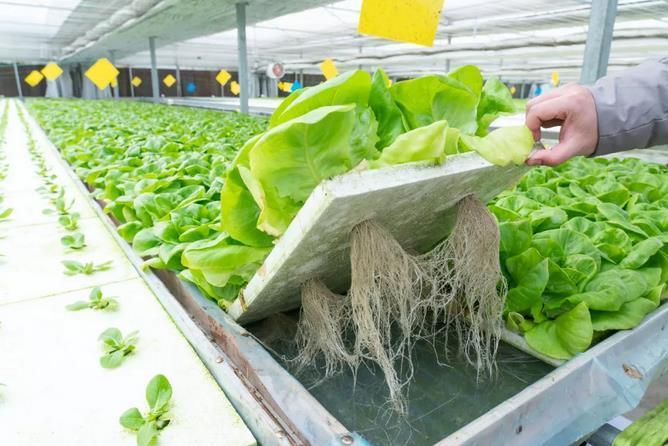 为什么说水培叶菜一年能产18季水培蔬菜的工作原理和设施设备分别是