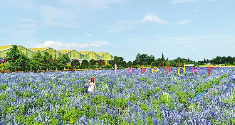 郫都区正以战旗村为核心,联合横山村,火花村,西北村,金星村等周边2.