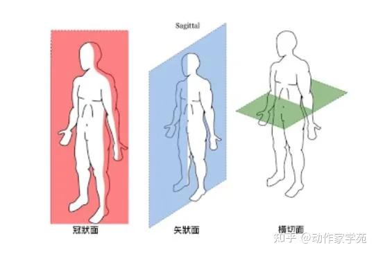 the corrected posture 脊椎侧弯的三个面向,指的是 冠状面(前后)