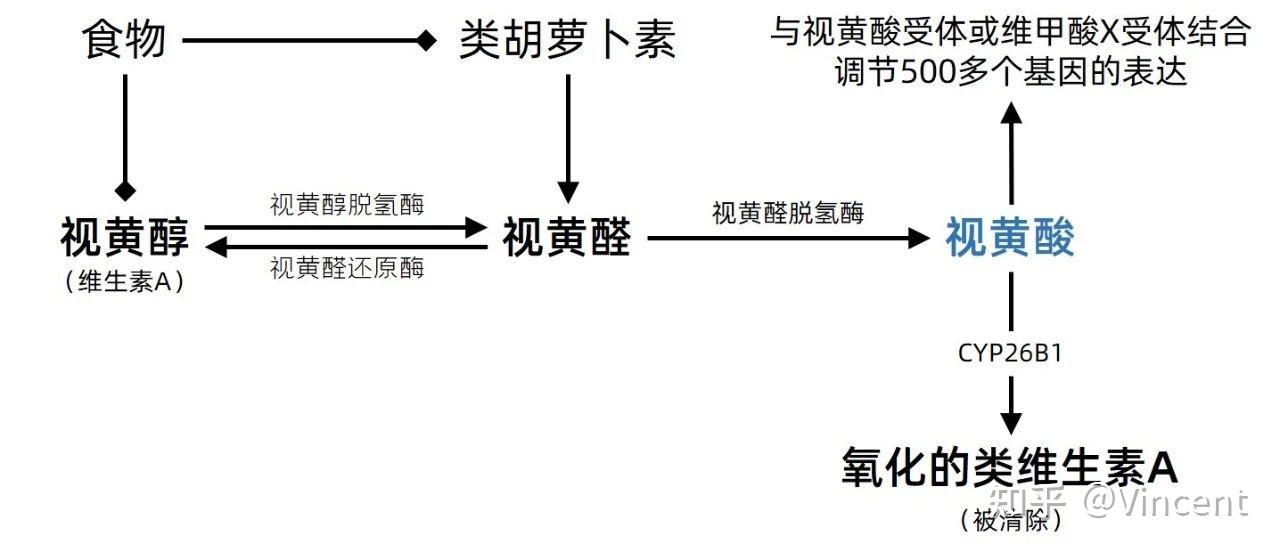 维甲酸x受体结合,调节500多个基因的表达,从而实现维生素a的生理功能