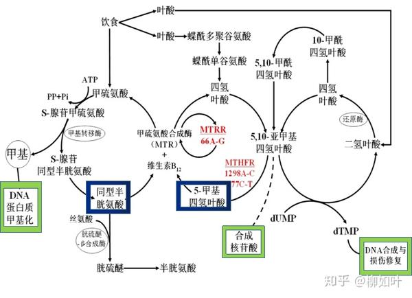 叶酸代谢通路