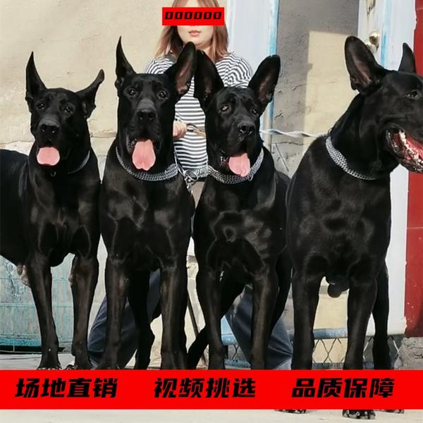 纯种黑狼犬价格,黑狼犬多少钱一只