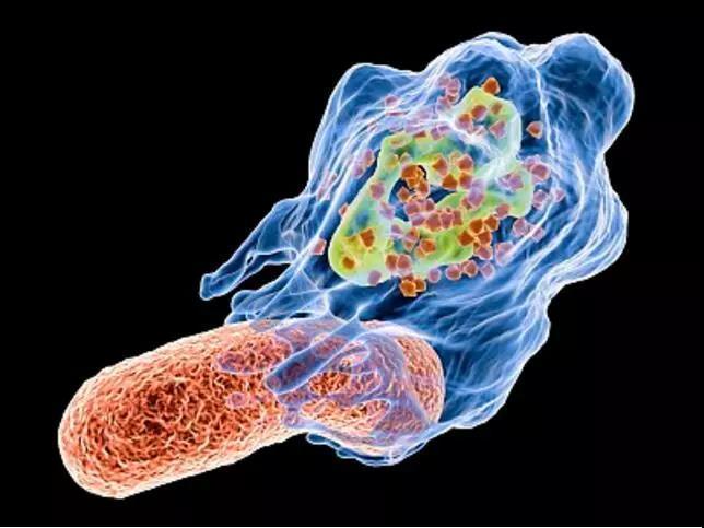 人体巨噬细胞吞噬细菌和病毒