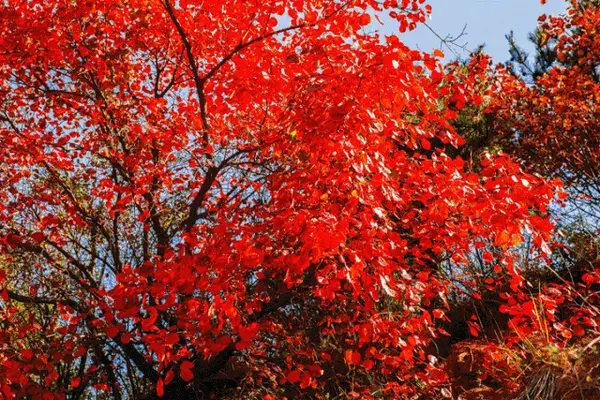 2018王屋山金秋养生季吃喝玩乐全攻略!