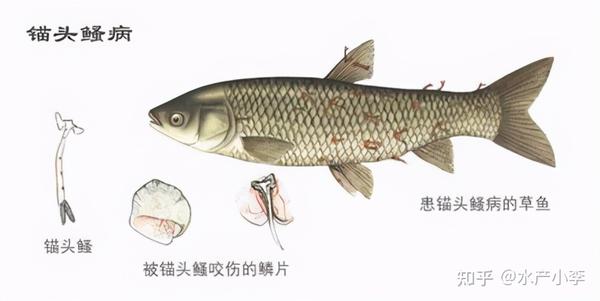 近段时期,有很多人发现鱼儿特别是鲫鱼(草鱼等其它鱼类也有发生)身上