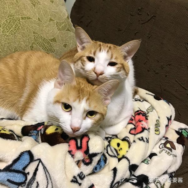 壁纸 动物 猫 猫咪 小猫 桌面 600_600