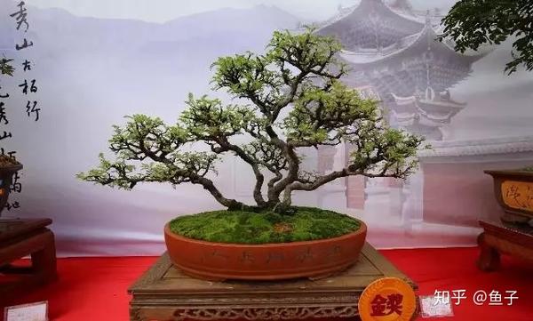 小石积盆景的鉴赏与栽培养护
