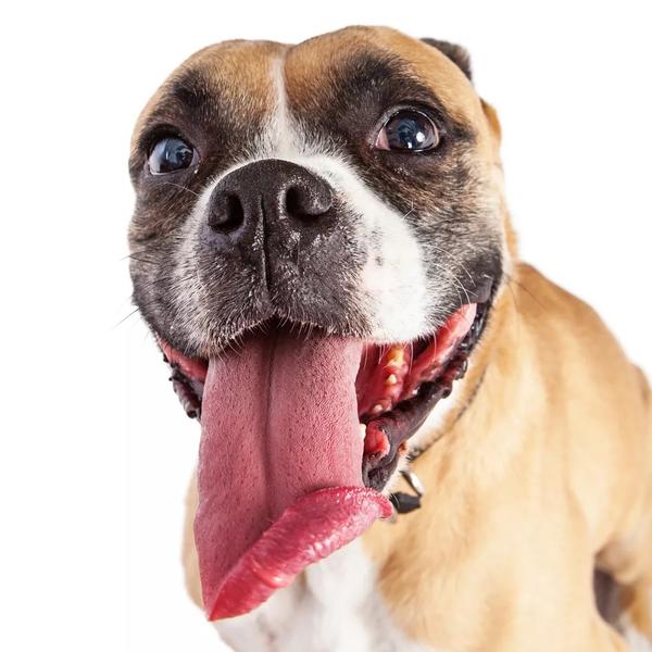 你知道原来有蓝色舌头的狗吗?