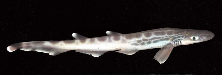 至79 cm(大西洋种群),背部呈灰褐色,尾部有黑色圆形斑点并有白色镶边