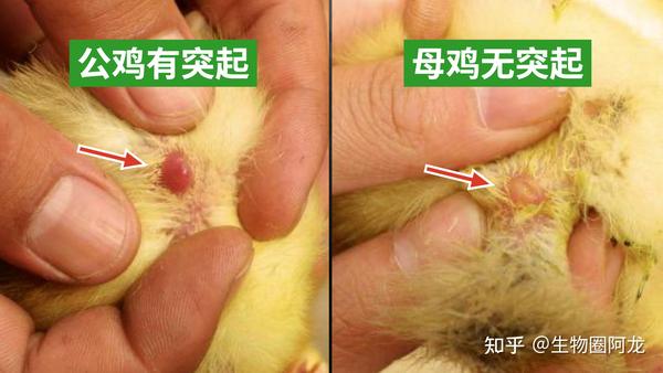 可是,为什么要对小鸡分辨公母呢?