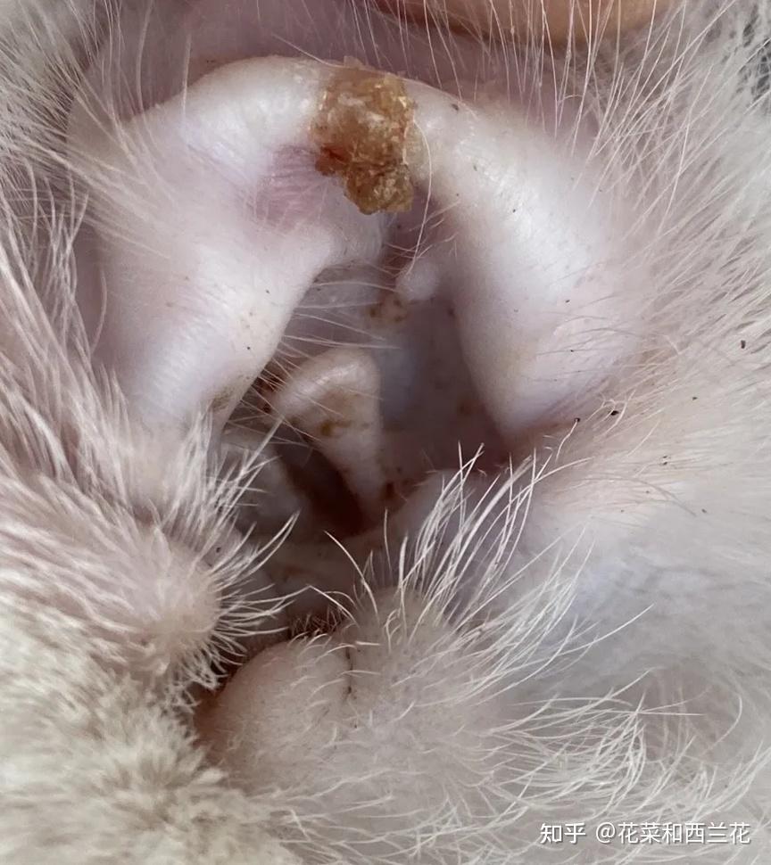 怎么判断猫咪是患耳螨还是真菌感染
