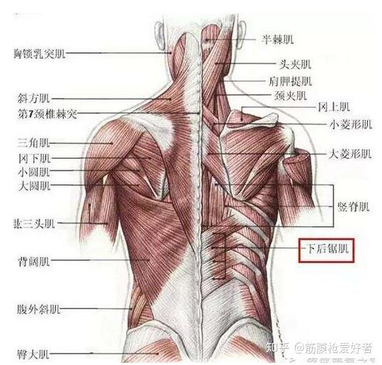 使用如下:圆形松解头,适用于全身肌肉筋膜组织,质地较软,胸背腰手臂都