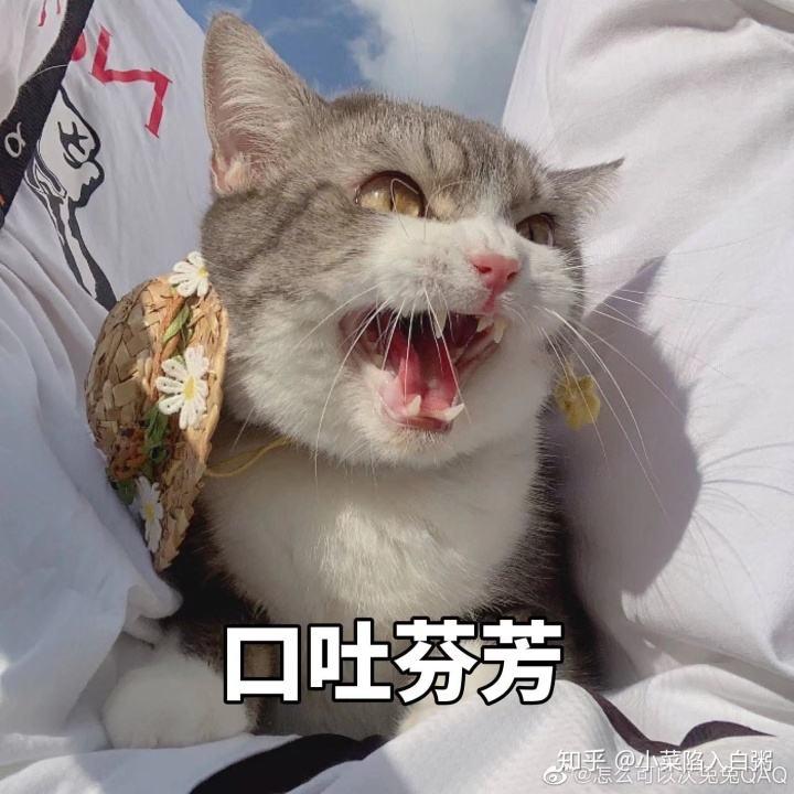 猫咪脏话速成篇,嘿嘿