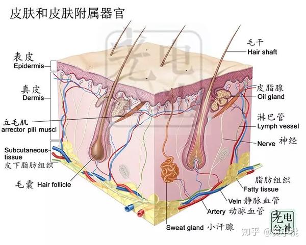 表皮层又分为:角质层,透明层,颗粒层,有棘层,基底层.