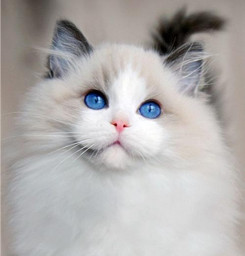 今天带你了解一下布偶猫的毛色