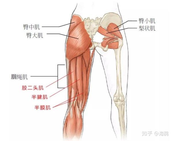 腘绳肌分别由股二头肌,半腱肌和半膜肌共同组成,对稳定膝关节起到重要