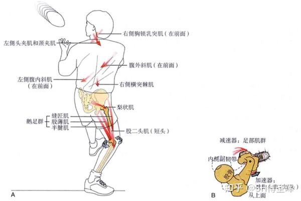 而当膝关节屈曲时腘肌和半膜肌会拉着半月板向后方移动,防止半月板在