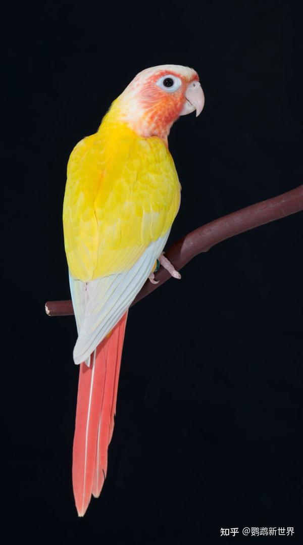 绿颊锥尾鹦鹉|小太阳鹦鹉|进阶版