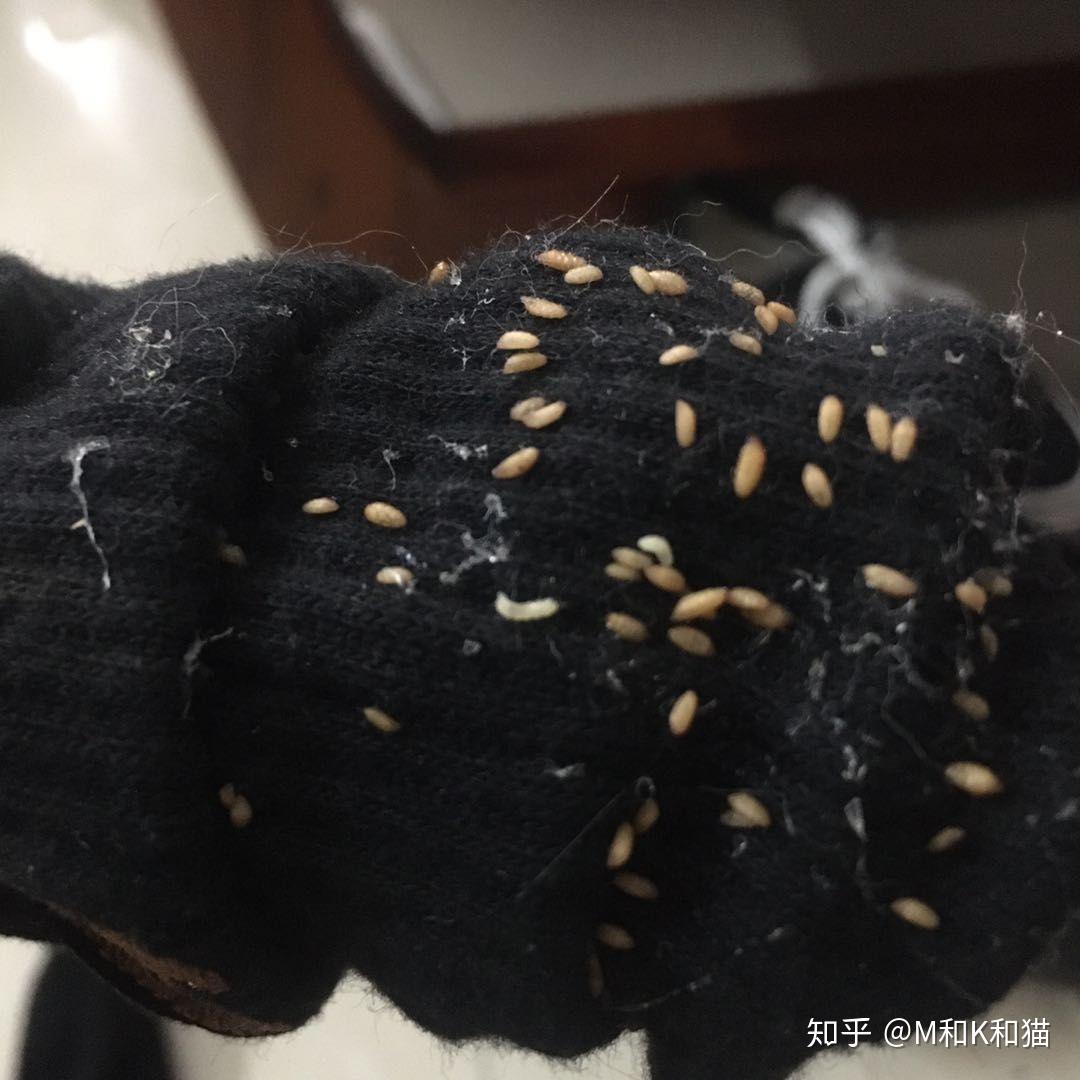 猫咪身上有像芝麻粒一样的寄生虫,是什么虫?怎么办 知乎